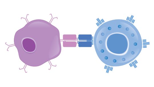 Illustration of how BITE molecules can engage endogenous T cells to cancer cells