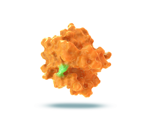 KRAS G12C mutation