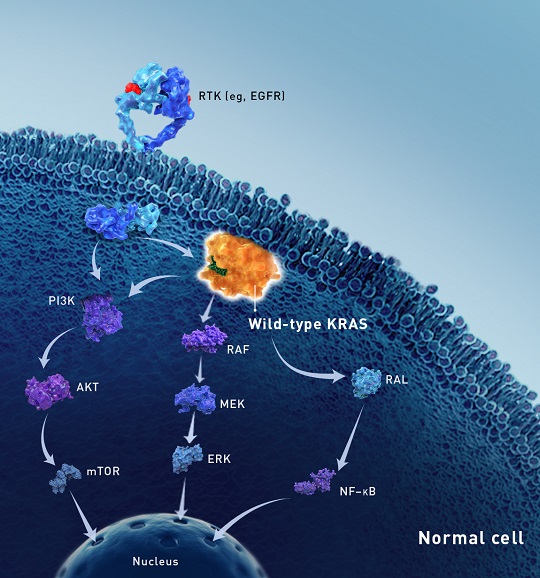 Illustration of wild type KRAS in a normal cell