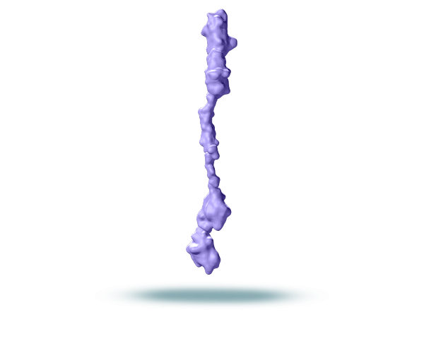 CD33