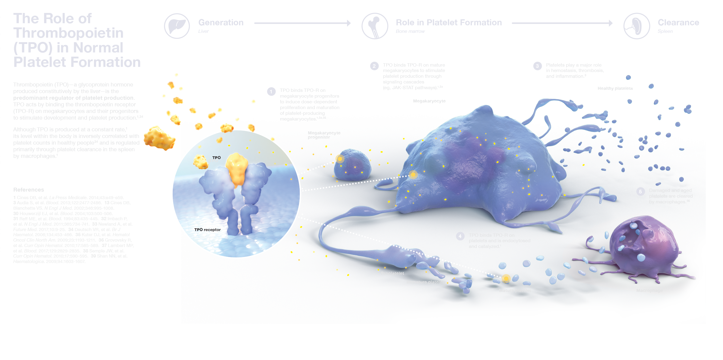 Role of  Thrombopoietin (TPO) in normal platelet formation