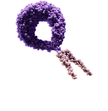 Peptibody