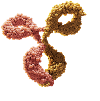 XmAb<sup>®</sup>  Antibody