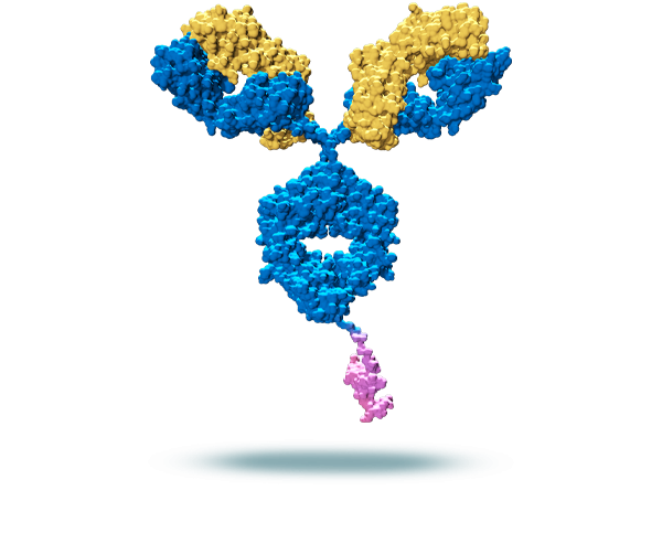 bifunctional fusion