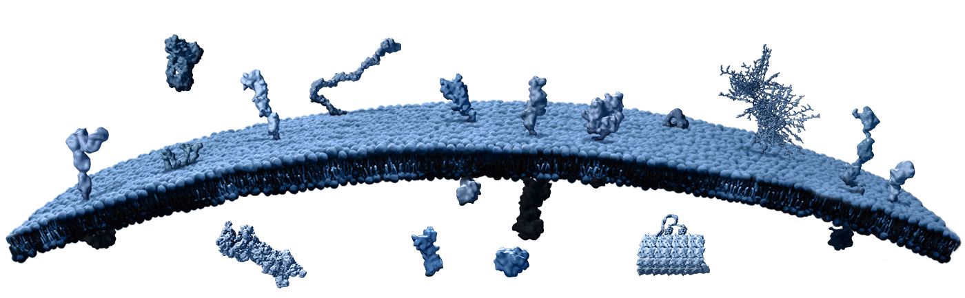 Targets depicted at cell wall