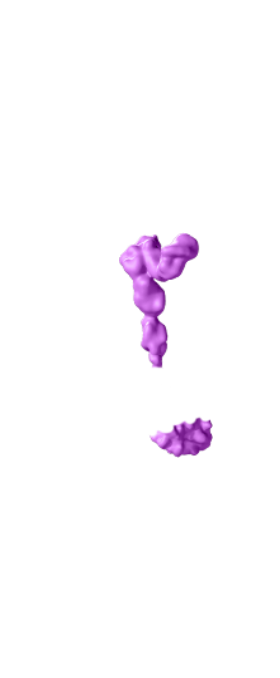 fms-like tyrosine kinase 3 (FLT3)
