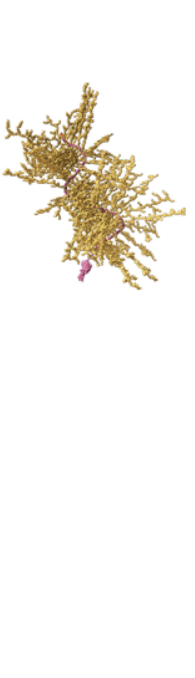 MUC17