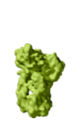 Complement Component 5 (C5)