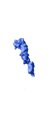 B-lymphocyte Antigen CD20
