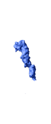 Thrombopoietin receptor (TPO-R)