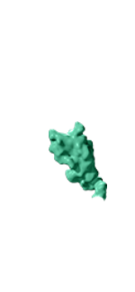 Thrombopoietin receptor (TPO-R)